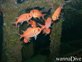 scuba diving photo