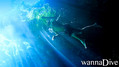scuba diving photo