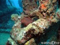 scuba diving photo
