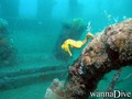 scuba diving photo
