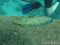 scuba diving photo