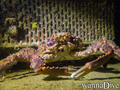 scuba diving photo