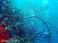 scuba diving photo