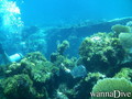 scuba diving photo