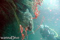 scuba diving photo