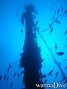 scuba diving photo