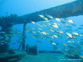 scuba diving photo