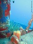 scuba diving photo