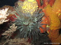 scuba diving photo