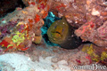 scuba diving photo