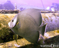 scuba diving photo