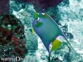 scuba diving photo