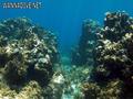 scuba diving photo