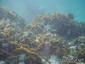 scuba diving photo