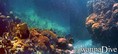 scuba diving photo