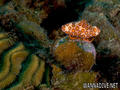 scuba diving photo