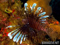 scuba diving photo