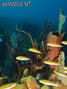 scuba diving photo