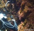 scuba diving photo