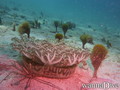 scuba diving photo