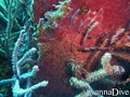 scuba diving photo