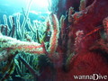 scuba diving photo