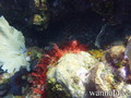 scuba diving photo
