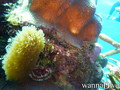 scuba diving photo
