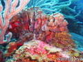 scuba diving photo