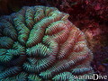 scuba diving photo