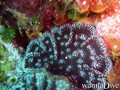 scuba diving photo