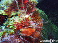 scuba diving photo