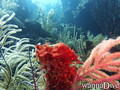 scuba diving photo
