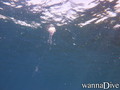 scuba diving photo
