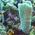 scuba diving photo