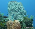 scuba diving photo
