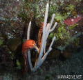scuba diving photo
