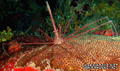 scuba diving photo