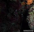 scuba diving photo