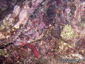scuba diving photo