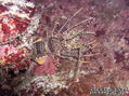 scuba diving photo