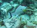 scuba diving photo