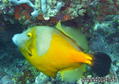 scuba diving photo