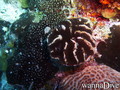 scuba diving photo