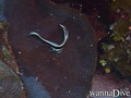 scuba diving photo