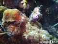 scuba diving photo
