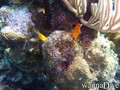 scuba diving photo