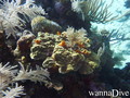 scuba diving photo