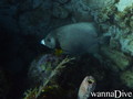 scuba diving photo