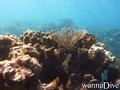 scuba diving photo